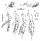 Espce Scolecithricella minor - Planche 27 de figures morphologiques