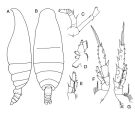 Espce Spinocalanus angusticeps - Planche 5 de figures morphologiques