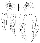 Espce Scolecithricella nicobarica - Planche 5 de figures morphologiques