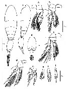 Espce Triconia borealis - Planche 14 de figures morphologiques
