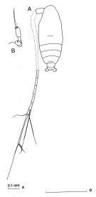 Espce Calocalanus pavoninus - Planche 1 de figures morphologiques