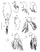 Espce Triconia umerus - Planche 12 de figures morphologiques