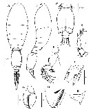 Espce Triconia umerus - Planche 13 de figures morphologiques