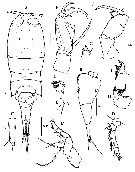 Espce Corycaeus (Ditrichocorycaeus) andrewsi - Planche 18 de figures morphologiques