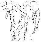 Espce Corycaeus (Ditrichocorycaeus) erythraeus - Planche 13 de figures morphologiques