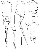 Espce Corycaeus (Ditrichocorycaeus) erythraeus - Planche 14 de figures morphologiques