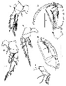 Espce Corycaeus (Ditrichocorycaeus) erythraeus - Planche 15 de figures morphologiques