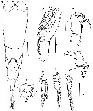 Espce Farranula concinna - Planche 17 de figures morphologiques
