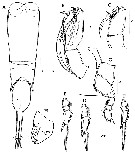 Espce Farranula gibbula - Planche 26 de figures morphologiques