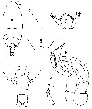 Espce Parundinella dakini - Planche 1 de figures morphologiques