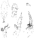 Espce Xanthocalanus penicillatus - Planche 4 de figures morphologiques