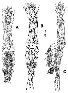 Species Cymbasoma bullatum - Plate 7 of morphological figures