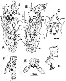Species Cymbasoma bullatum - Plate 8 of morphological figures