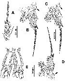 Species Cymbasoma bullatum - Plate 9 of morphological figures