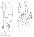 Species Undinula vulgaris - Plate 1 of morphological figures