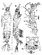 Species Cymbasoma davisi - Plate 1 of morphological figures