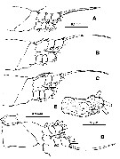 Species Cymbasoma davisi - Plate 2 of morphological figures