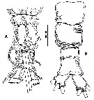 Species Cymbasoma davisi - Plate 4 of morphological figures