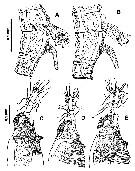 Species Cymbasoma davisi - Plate 5 of morphological figures