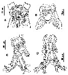 Species Cymbasoma quadridens - Plate 5 of morphological figures