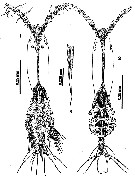 Species Cymbasoma nicolettae - Plate 1 of morphological figures