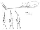 Espce Neocalanus gracilis - Planche 2 de figures morphologiques