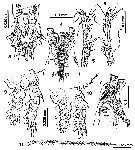 Species Cymbasoma nicolettae - Plate 2 of morphological figures