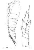 Espce Calanus propinquus - Planche 2 de figures morphologiques