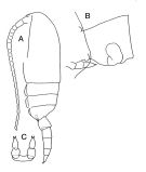 Espce Clausocalanus furcatus - Planche 4 de figures morphologiques