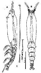 Espce Cymbasoma californiense - Planche 1 de figures morphologiques