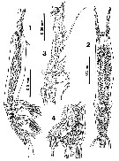 Espce Monstrilla careli - Planche 4 de figures morphologiques