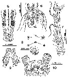 Espce Monstrilla careli - Planche 5 de figures morphologiques