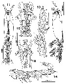 Species Monstrilla careloides - Plate 1 of morphological figures