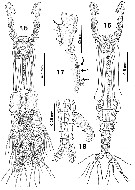 Espce Monstrilla bahiana - Planche 2 de figures morphologiques