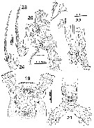 Espce Monstrilla bahiana - Planche 3 de figures morphologiques