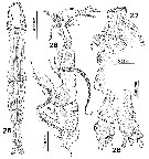 Species Cymbasoma rochai - Plate 1 of morphological figures