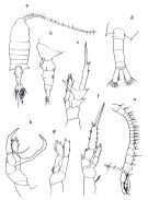 Espce Centropages brachiatus - Planche 1 de figures morphologiques