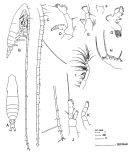 Espce Mecynocera clausi - Planche 2 de figures morphologiques