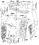 Species Cymbasoma rochai - Plate 2 of morphological figures