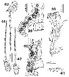 Species Monstrillopsis fosshageni - Plate 2 of morphological figures