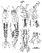 Espce Cymbasoma boxshalli - Planche 5 de figures morphologiques