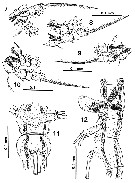 Espce Cymbasoma boxshalli - Planche 6 de figures morphologiques
