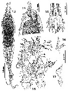 Espce Monstrilla inserta - Planche 2 de figures morphologiques