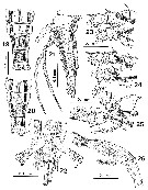 Espce Monstrilla inserta - Planche 3 de figures morphologiques