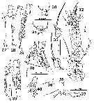 Espce Monstrilla inserta - Planche 4 de figures morphologiques