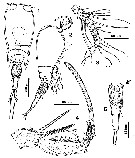 Espce Corycaeus (Onychocorycaeus) giesbrechti - Planche 17 de figures morphologiques