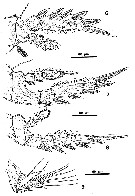 Espce Corycaeus (Onychocorycaeus) giesbrechti - Planche 18 de figures morphologiques