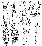 Espce Cymbasoma concepcionae - Planche 1 de figures morphologiques