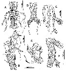 Species Cymbasoma concepcionae - Plate 2 of morphological figures