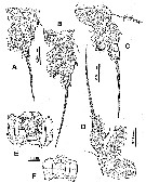 Espce Cymbasoma concepcionae - Planche 3 de figures morphologiques
